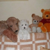 Photo de Coton de tulear