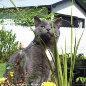 Photo de Chartreux