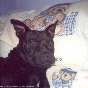 Photo d'American staffordshire terrier