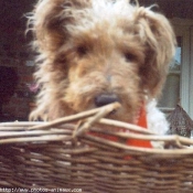 Photo de Fox terrier  poil dur