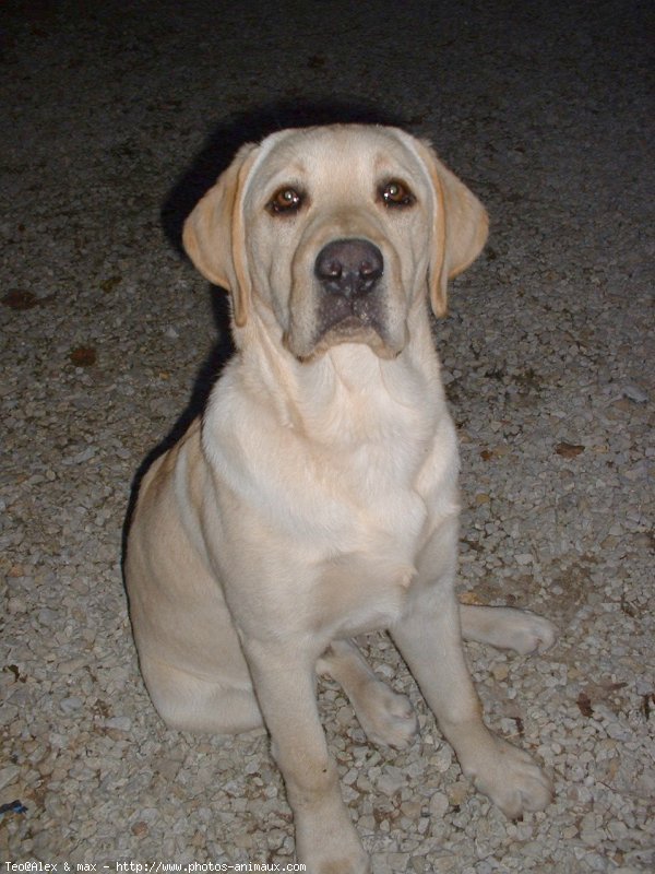 Photo de Labrador retriever