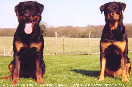 Photo de Rottweiler