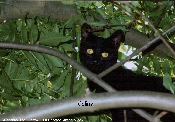 Photo de Chat domestique