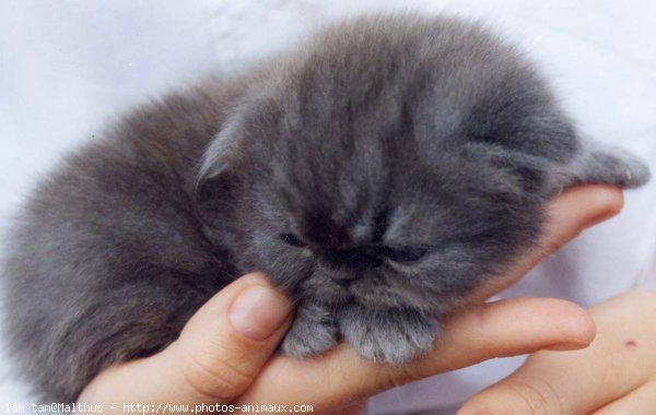 Photo de Chat domestique