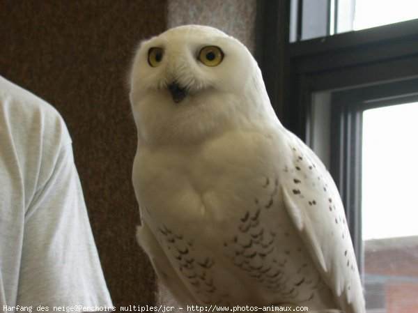 Photo de Harfang des neiges