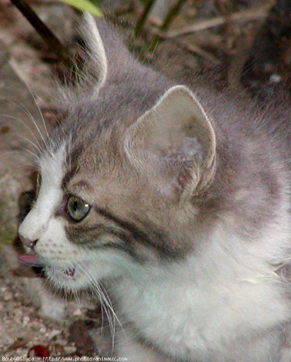 Photo de Chat domestique