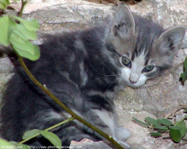 Photo de Chat domestique