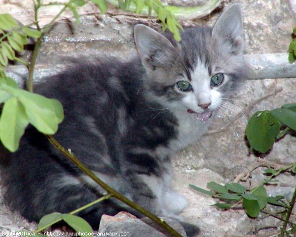 Photo de Chat domestique