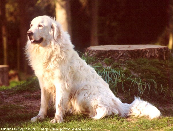 Photo de Chien de montagne des pyrnes