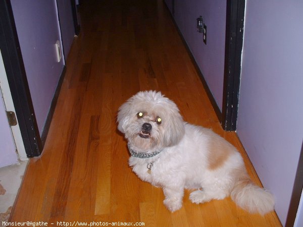 Photo de Lhassa apso