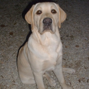 Photo de Labrador retriever