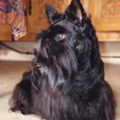 Photo de Scottish terrier