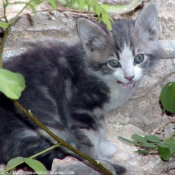 Photo de Chat domestique