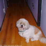 Photo de Lhassa apso