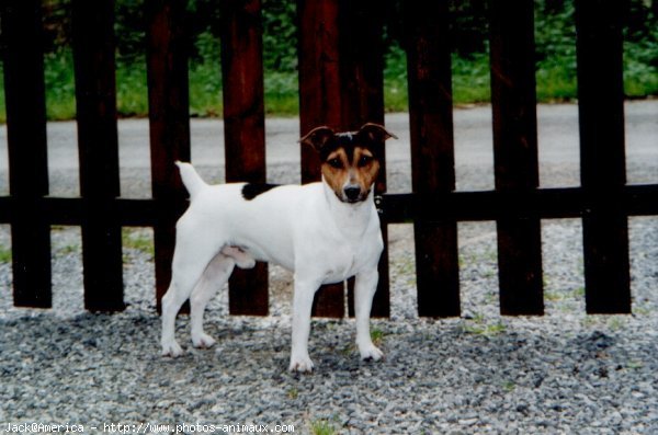 Photo de Jack russell terrier