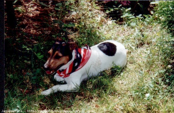 Photo de Jack russell terrier