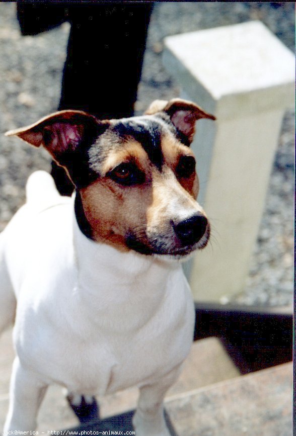 Photo de Jack russell terrier