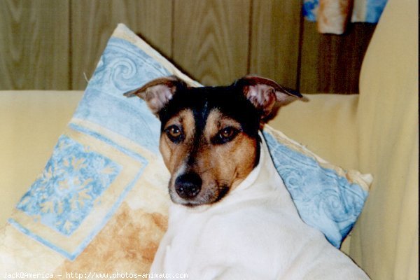 Photo de Jack russell terrier