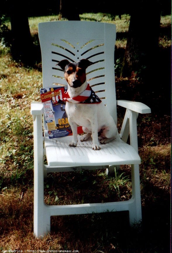 Photo de Jack russell terrier