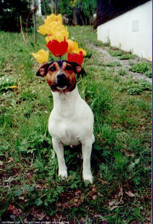 Photo de Jack russell terrier