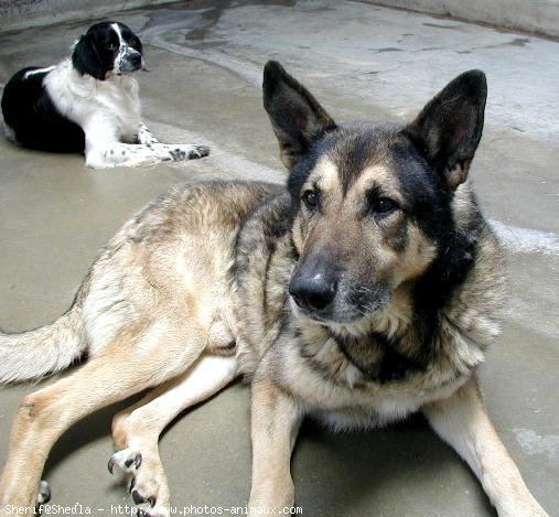 Photo de Berger allemand  poil court