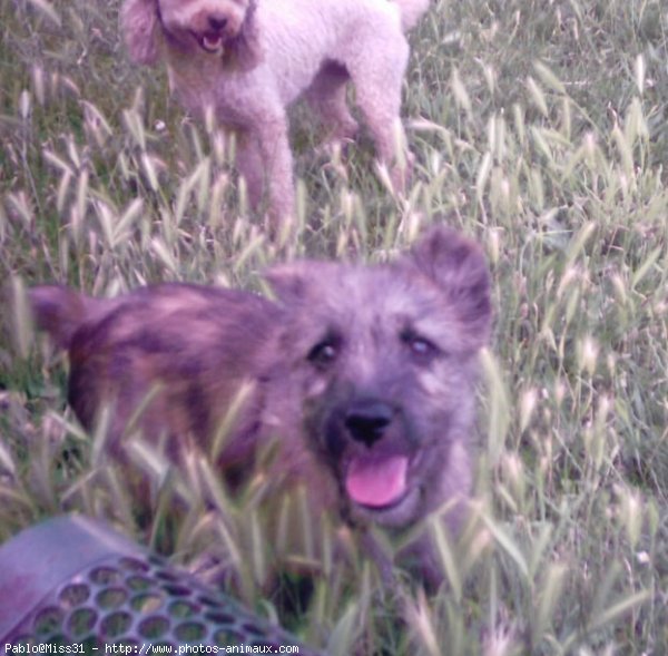 Photo de Chien de berger des pyrenes  poil long