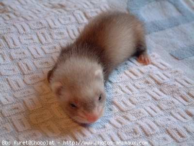 Photo de Furet