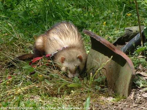 Photo de Furet