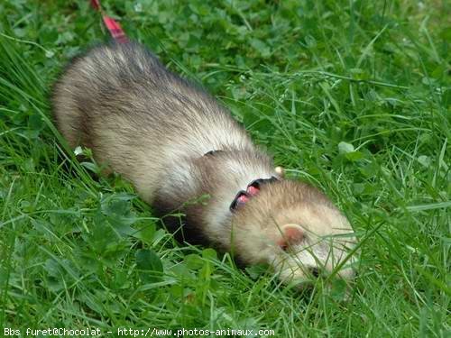 Photo de Furet