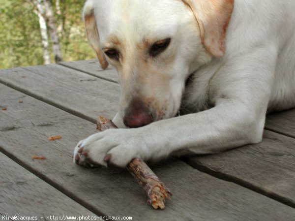 Photo de Labrador retriever