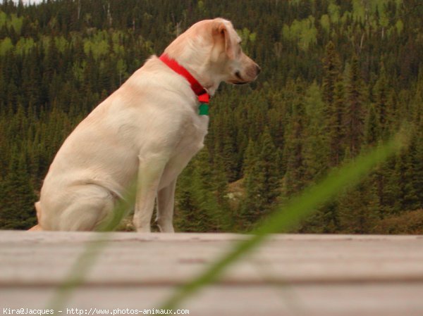 Photo de Labrador retriever