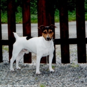 Photo de Jack russell terrier