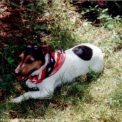 Photo de Jack russell terrier