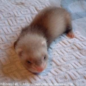 Photo de Furet