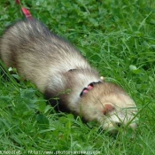 Photo de Furet