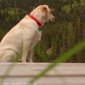 Photo de Labrador retriever