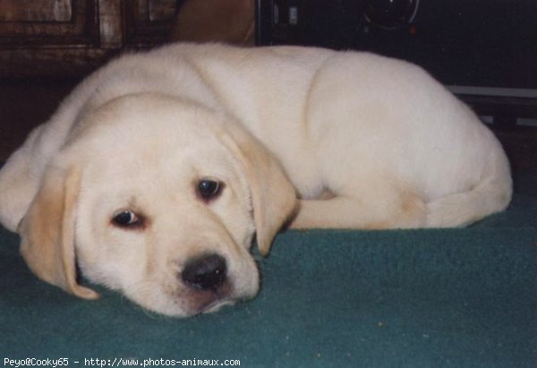 Photo de Labrador retriever