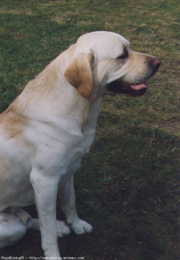 Photo de Labrador retriever