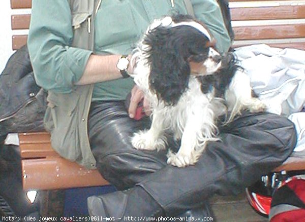 Photo de Cavalier king charles spaniel