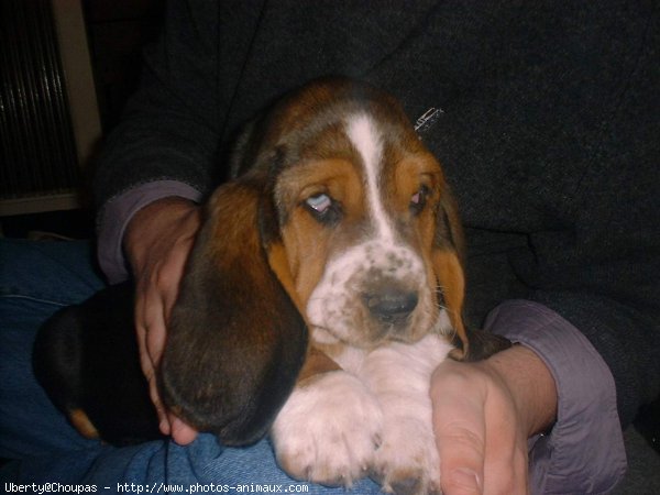 Photo de Basset hound