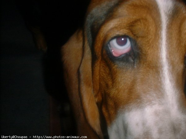 Photo de Basset hound