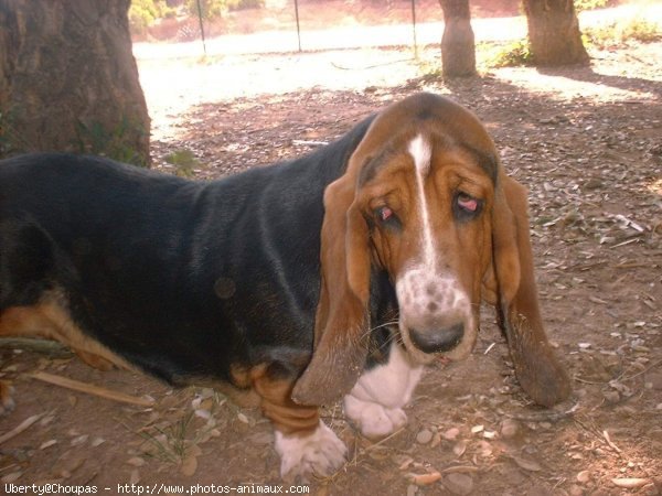 Photo de Basset hound