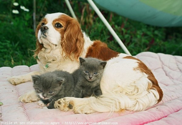 Photo de Cavalier king charles spaniel