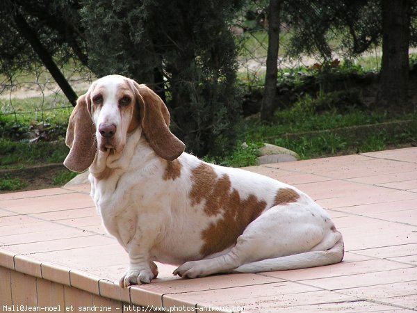 Photo de Basset hound