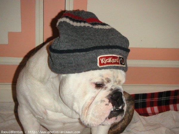 Photo de Bulldog