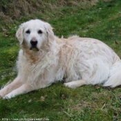 Photo de Golden retriever