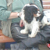 Photo de Cavalier king charles spaniel