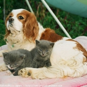 Photo de Cavalier king charles spaniel