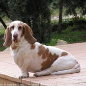 Photo de Basset hound