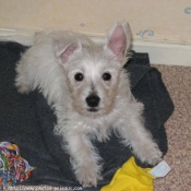 Photo de West highland white terrier